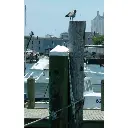 dock-piling-cap-white-6200--2.webp